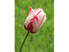 ��������� 130,9  ���.jpg