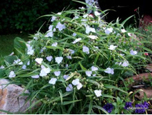 ������������ 40 ���. �������