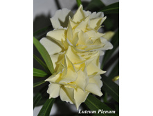 ������� Luteum Plenum