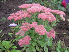 ������ 30  ���.