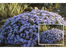 ����� ���������� �������.jpg