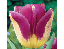 ������ 130,9  ���.jpg