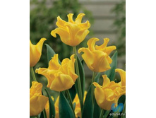 ����� ����� 177,1 ���.jpg