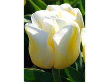 ������� ������ 147 ���.jpg