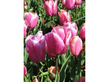 ������� ����� 100,1 ���.jpg