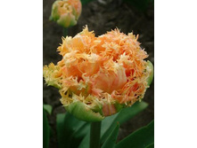 ������ 169,4 ���.jpg