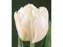 �� ���� 115,5 ���.jpg