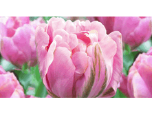 ����� 123,2 ���.gif