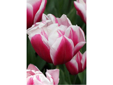 ������ 115,5 ���.jpg