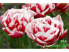 �������� 115,5 ���.jpg