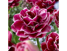 ���� ��� 246,4 .jpg