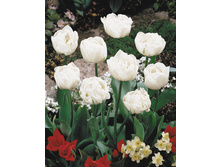 ����� ������ 115,5 ���.jpg