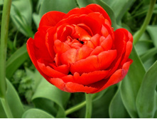 ������� 100,1 ���.jpg