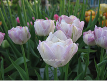 ���� ������ 184,8 ���.jpg