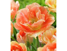 ������� ����� 154 ���.jpg