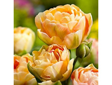 ������� ���� 130,9 ���.jpg