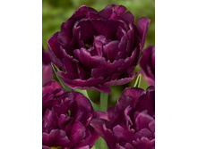 ������� 123,2 ���.jpg