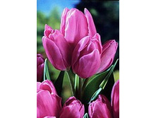 ����� ����� 150,15 ���