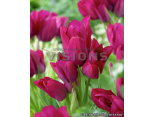 ���� ���� 146,3 ���.jpg