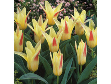 ������ ������ 111,65 ���.jpg