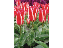 �������� 111,65 ���.jpg