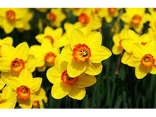 ������ 62,7 ���.jpg