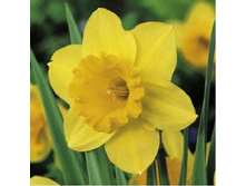 �������� 36,3 ���.jpg