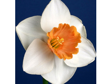 ���������� 82,5 ���.jpg