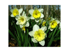 ��� ������ 56,1 ���.jpg