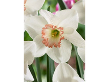 ���� ������ 72,6 ���.jpg