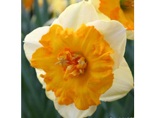 �������� 66  ���.jpg