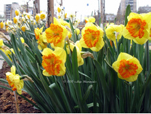 ������ 132 ���.jpg