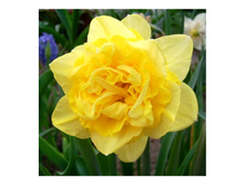 ��� ������ 49,5�