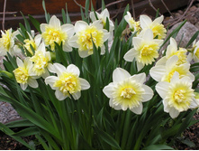 ��� ���� 59,4 ���.jpg