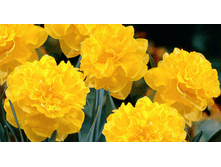 ��������� 59,4 ���.gif