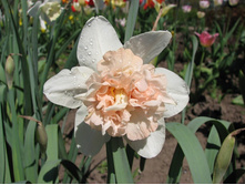 ���� ����� 75,9 ���.jpg