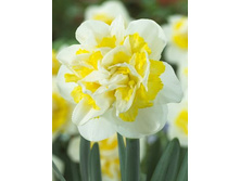 �������� 82,5 ���.jpg