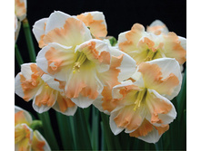 ��� ����� 132 ���.jpg