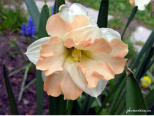 ���� ������ 99 ���.jpg