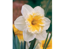 ���� ������ 56,1 ���.jpg