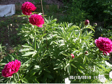 ���� 120 ���.�������