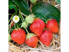 ��������� �������  ���� �� ���.