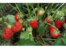 ��������� �������  ���������� ������.