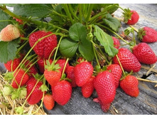 ��������� �������  ���������.