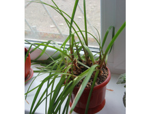 ���������� �������