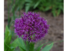 ����������� ���� �������� (3��) ���� 75 ���.jpg