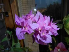 Double Pink.