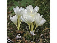 ������� ������ 119 ���.jpg