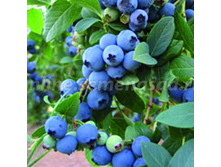 ������� ���� 310 ���.jpg