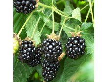 ������� ������ ������ 280 ���.jpg